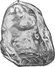 The Excelsior Diamond as a Rough Diamond